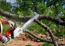 Best Tree Maintenance Programs  in Englewood Cliffs, NJ